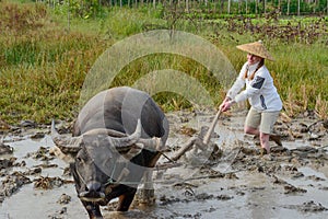 Water buffalo and woman in rice field in Laos