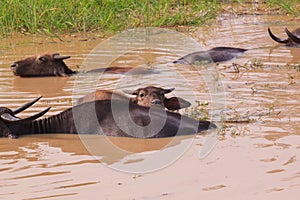 Water Buffalo in Yala National Park, Sri Lanka