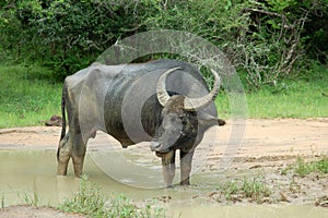 Water buffalo at Yala National Park, Sri Lanka photo