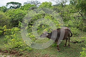 Water Buffalo in Yala West National Park, Sri Lanka