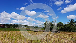 Water Buffaloes Carabao Pasturing in the Rice Fields 05