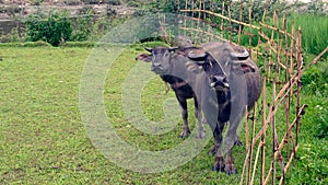 Water buffaloes on pasture with bamboo fence