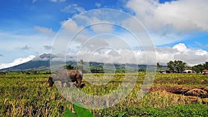 Water buffaloes pasturing in the rice filed 01