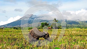 Water buffaloes pasturing in the rice filed 03