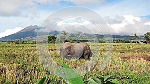 Water Buffaloes Pasturing in the Rice Filed 04