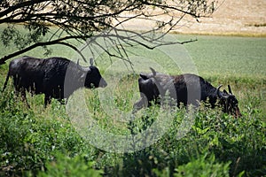 Water Buffaloes in the Swampland