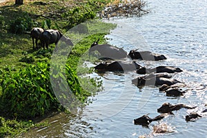 Water buffaloes swimming