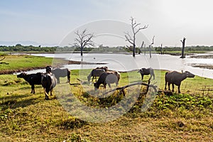 Water buffaloes in Uda Walawe National Park, Sri Lan