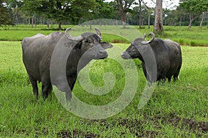 Water buffalos