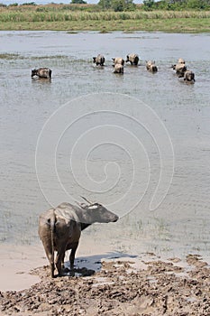 Water buffalos