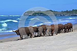 Water buffalos on the beach, Sumba, Indonesia