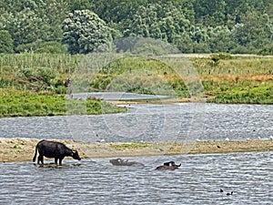 Water buffalos Bubalus arnee in Schleswig-Holstein, Germany, Europe