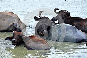 Water buffalos family, Sri Lanka