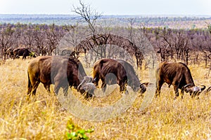 Water Buffalos grazing on the Savannah grass in Kruger National Park