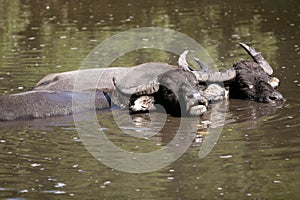 Water buffalos sinking on brown lake