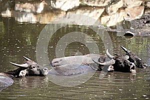 Water buffalos sinking on brown lake