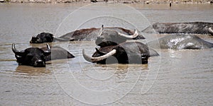 water buffalos swiming