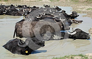 Water Buffalos Wallowing in Mud, Hungary