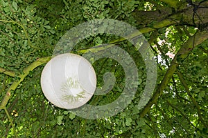 Water buoy used as a lamp on a tree