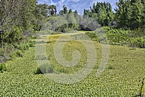 Water Cabbage, Pistia