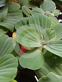 Water cabbage plant that lives in water