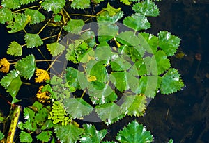Water caltrop (Trapa natans), floating aquatic plant with edible nuts
