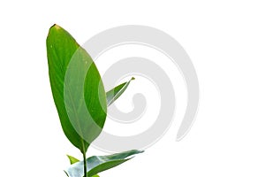 Water canna plant leaves on white isolated background for green foliage backdrop