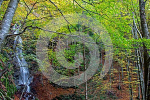 Water cascade in the forest