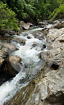 Water cascade in the forest