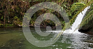 Water cascade with pond in lush forest with ferns