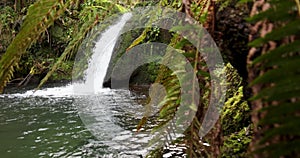 Water cascade with pond in lush forest with ferns