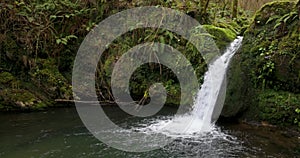 Water cascade with pond in lush forest with ferns