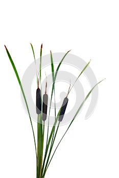 Water cattails on a white background