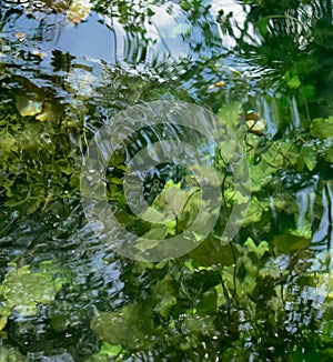 Cenote water photo