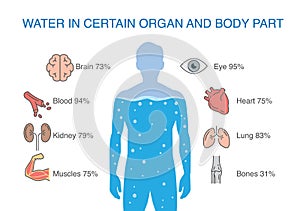 Water in certain organ and body part of human.