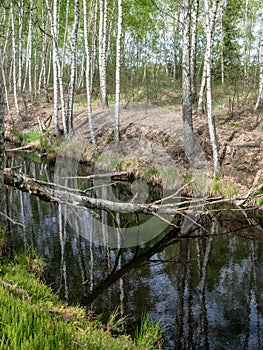 Water in channel ditch at drained wetlands area, trees fell across the ditch, Sedas heath, Latvia