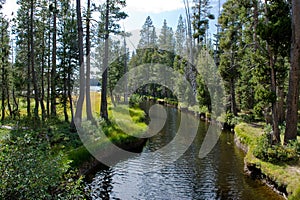 Water channel through forest