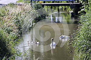 Water channel in the middle of the Zuidplaspolder