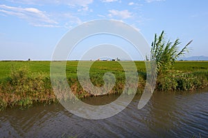 A water channel used to irrigate rice fields