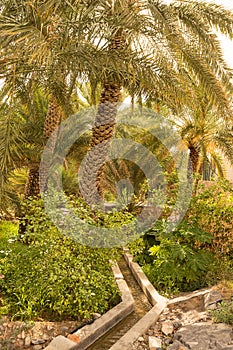 Water channeling in the oasis of date palms in the village of Misfat al Abriyyin photo