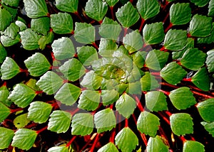 Water chestnut background