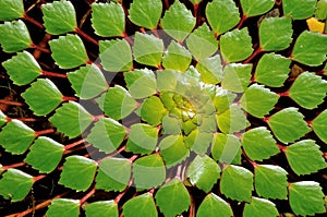Water chestnut background