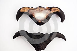 The water chestnut fruit 6