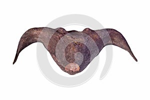 Water chestnut in white background.