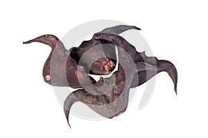 Water chestnut in white background.