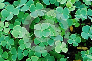 Water clover