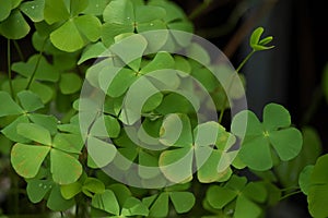 Water clover or marsilea crenata green leaves on nature background