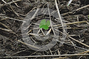 Water clover tree grow up alone from the soil.