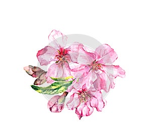 Water color bouquet of apple, cherry pink flowers with buds, leaves. Spring blossom. Watercolor botanical illustration