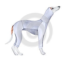 Water color drawing of beautiful dog character dressed in stylized light grey textile suit.